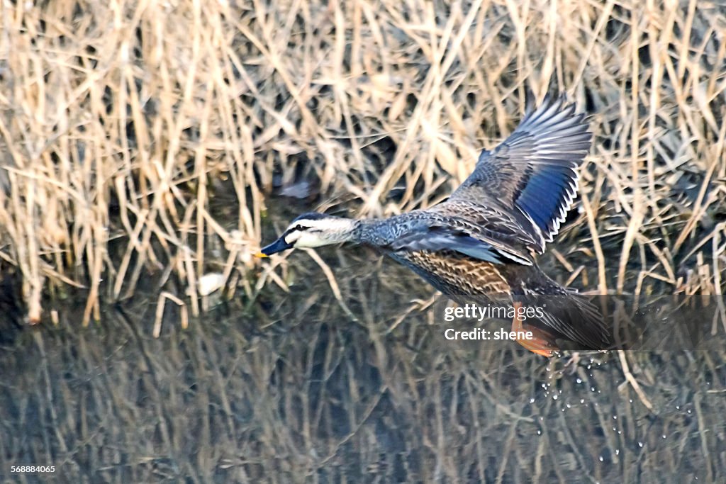 Spot billed duck's preparing to landing