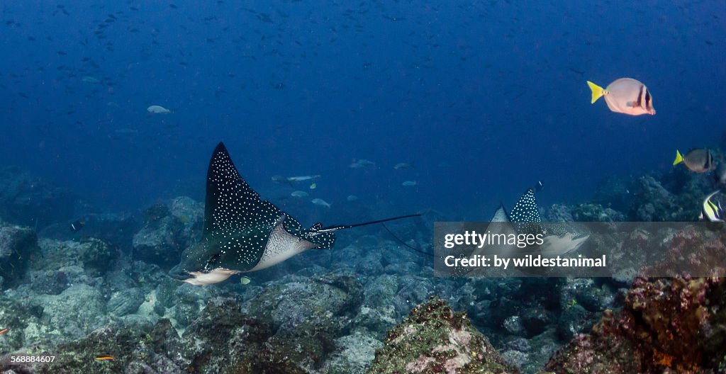 Eagle ray pair