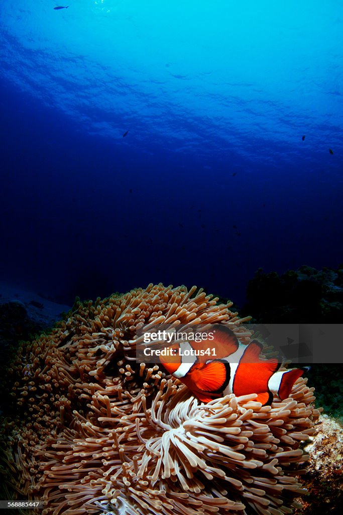 Western clown anemonefish