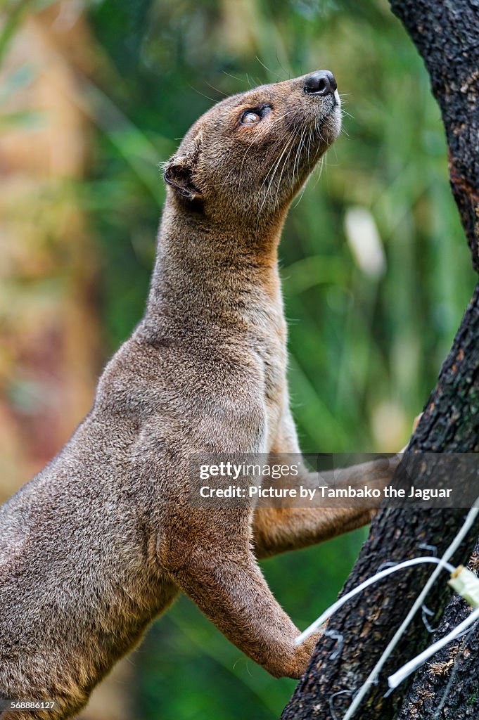 Fossa climbing on tree