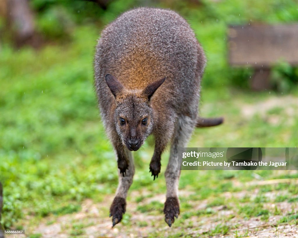 Wallaby jumping