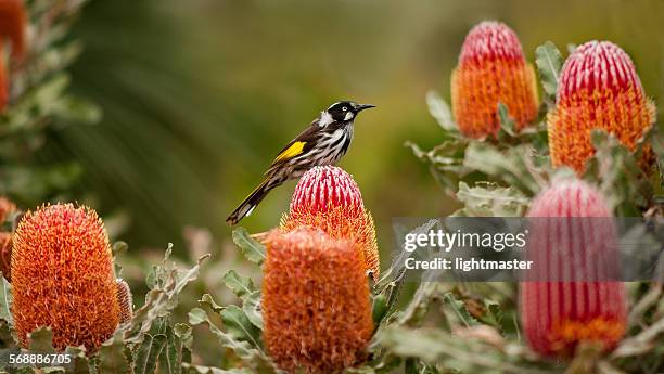 honey eater on flowering banksia - banksia ストックフォトと画像