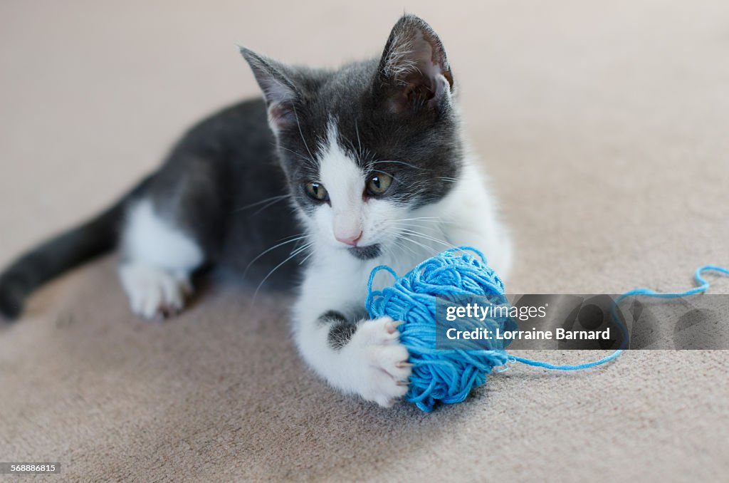 Kitten holding ball of wool (felis catus)