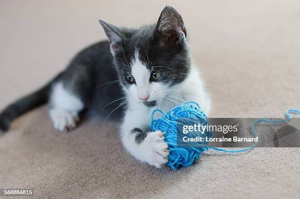 kitten holding ball of wool (felis catus) - gomitolo di lana foto e immagini stock