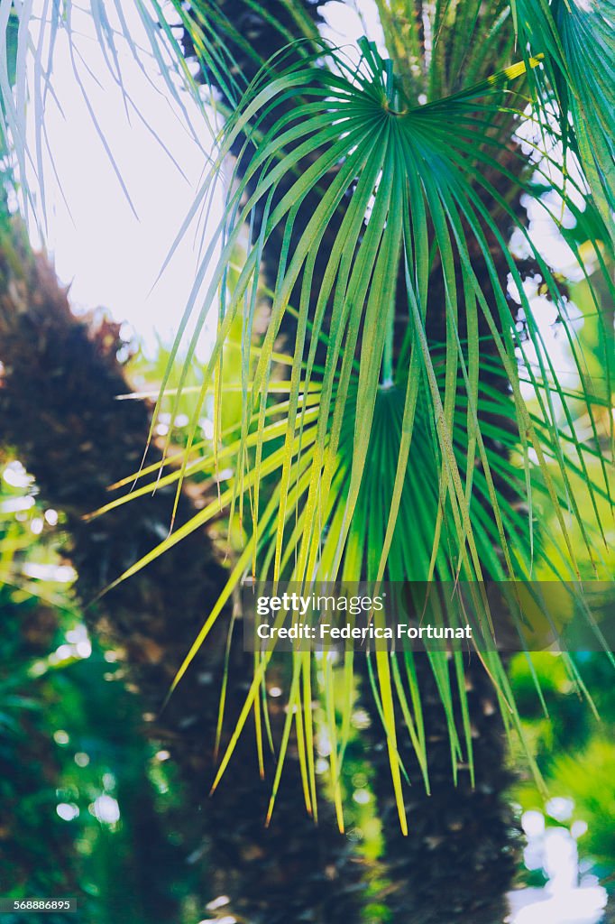 Palm tree leaves shining in the sunlight