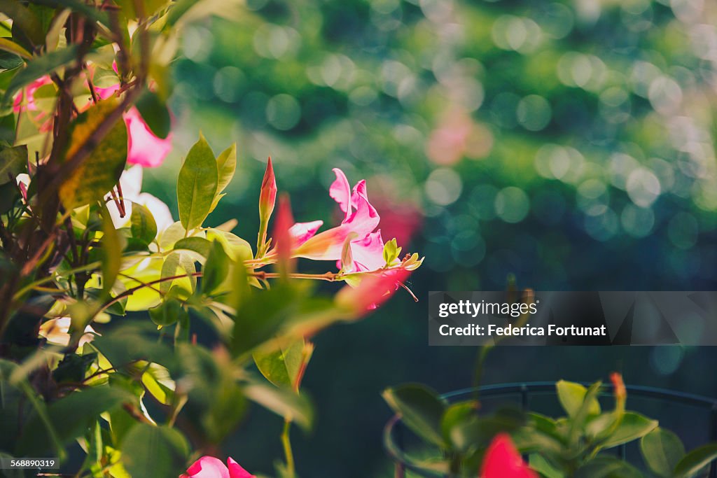 Pink Dipladenia Mandevilla flower in the sunlight