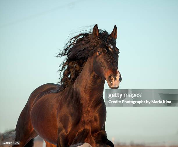 andalusian horse in sunset - andalusian horse stock pictures, royalty-free photos & images