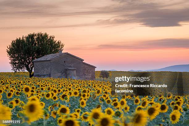 provence, sunflowers field - provenza alpes costa azul fotografías e imágenes de stock