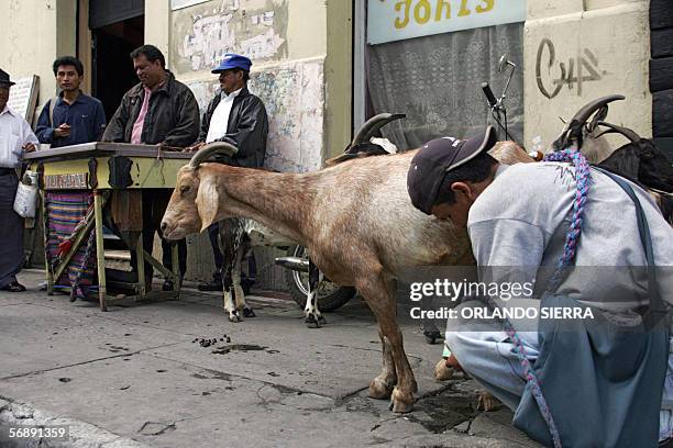 Un joven ordena una cabra en el centro historico de Ciudad de Guatemala, mientras un indigena se apresta a tocar la marimba, instrumento musical...