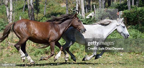 rapa das bestas in amil-moraña, spain - flehmen behaviour foto e immagini stock