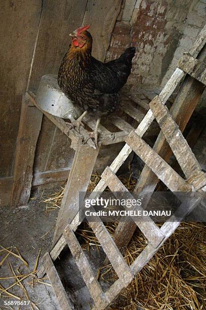 One of the 20 chickens of French Jeanne Cariou is pictures 21 February 2006 in Vimoutiers, western France. Like several little farmers Jeanne Cariou...