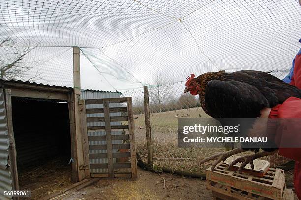 French Jeanne Cariou holds one of her 20 chickens 21 February 2006 in Vimoutiers, western France. Like several little farmers Jeanne Cariou cannot...