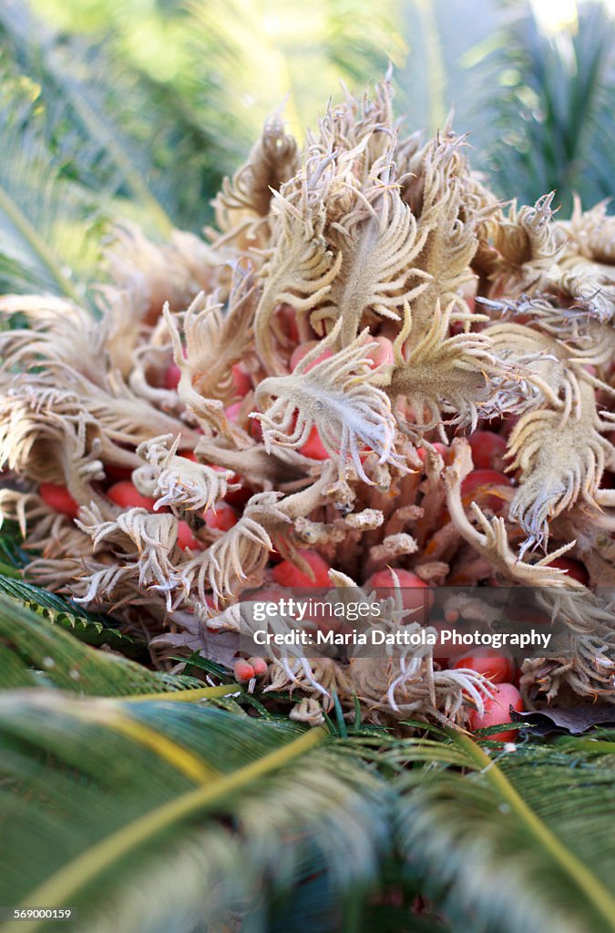 Female inflorescence of the Sago Palm (Cycas R.)