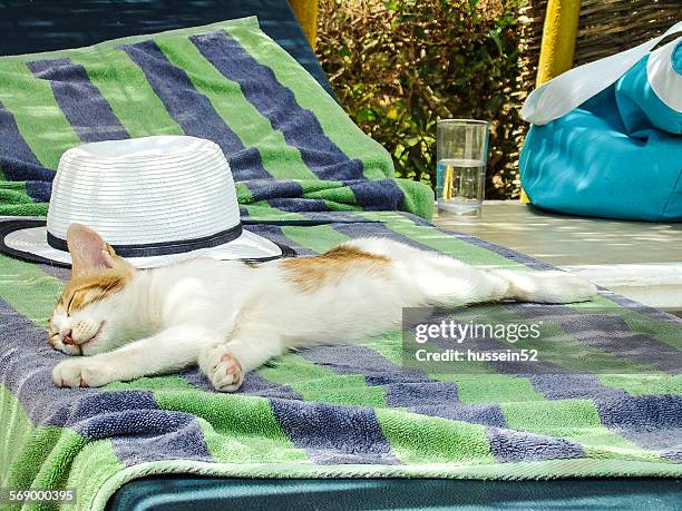 cat relax - hussein52 stock pictures, royalty-free photos & images