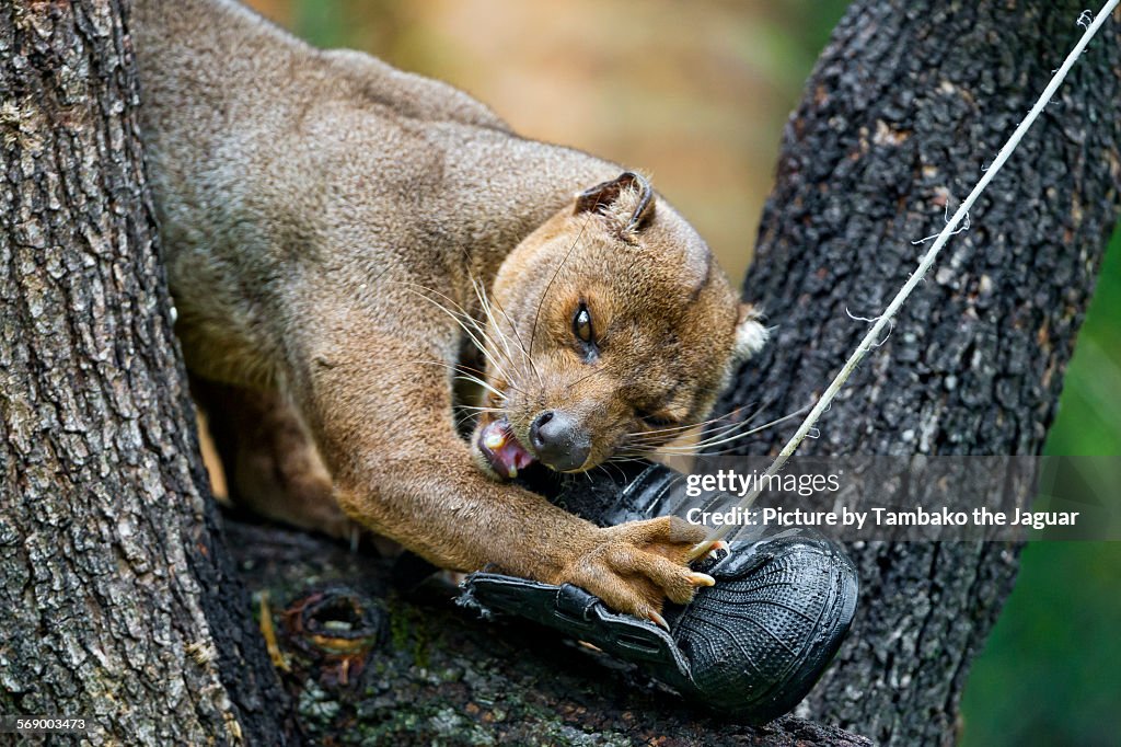 Fossa playing with shoe