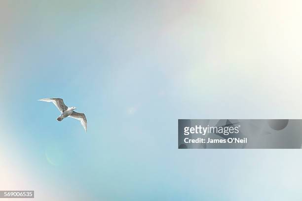 seagull mid flight on blue sky and sun flare - bird photos et images de collection