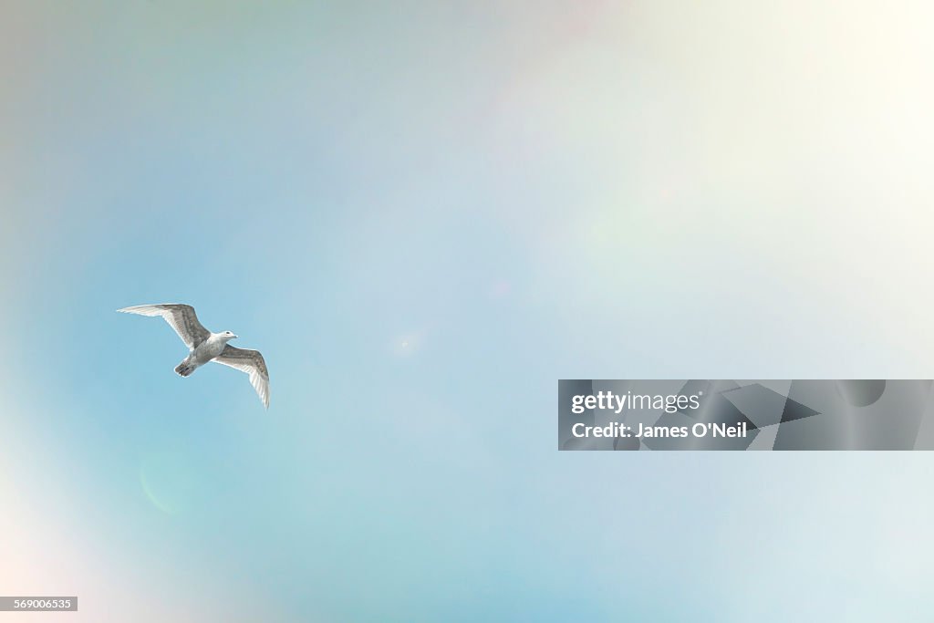 Seagull mid flight on blue sky and sun flare