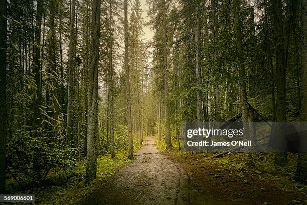 path through dense forest - foresta foto e immagini stock