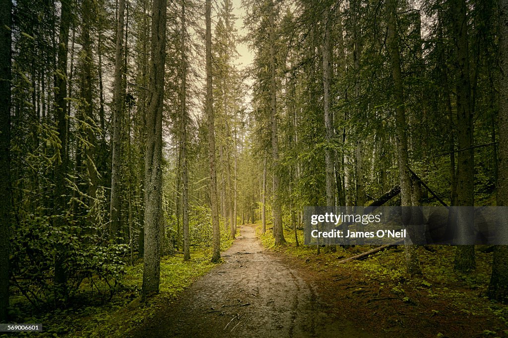 Path through dense forest