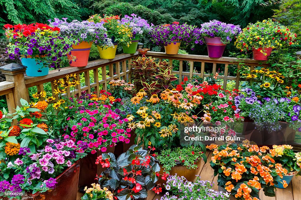 Colorful flowers and pots on deck