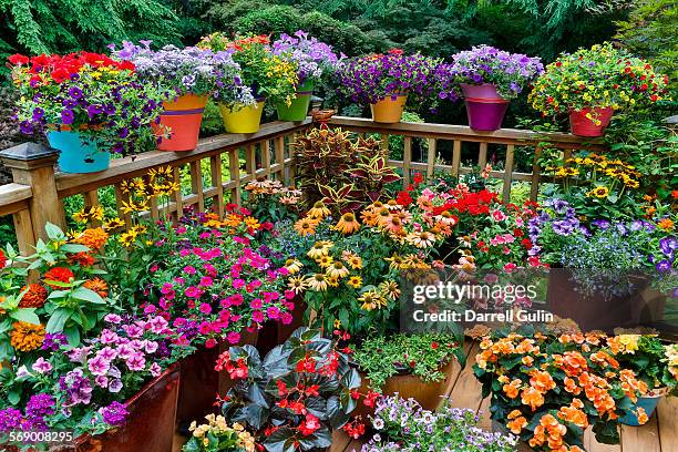 colorful flowers and pots on deck - potted flowers stock pictures, royalty-free photos & images