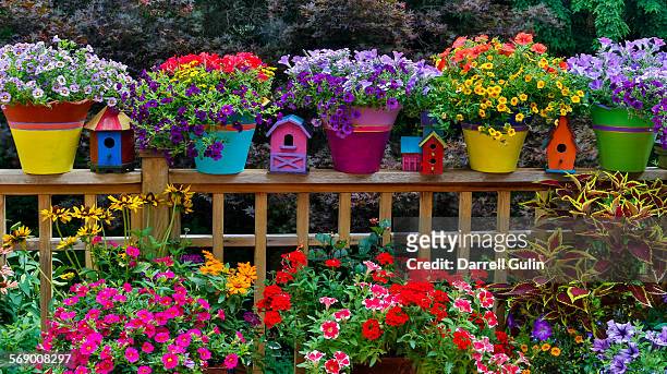 colorful flowers and pots - 鉢植え 無人 ストックフォトと画像