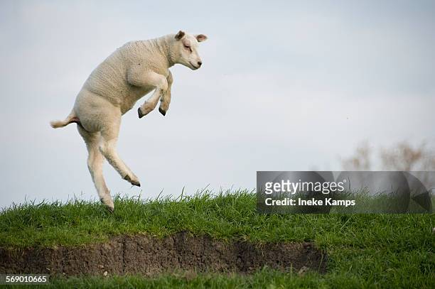dancing lamb - sheep stock pictures, royalty-free photos & images