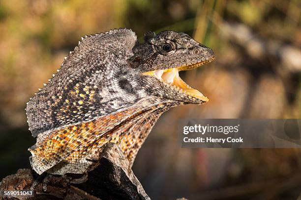 frilled dragon, australia - frilled lizard stock-fotos und bilder