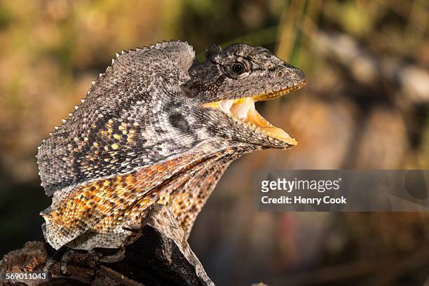 frilled dragon, australia - clamidosaurio de king fotografías e imágenes de stock