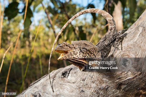 filled dragon - frilled lizard stock-fotos und bilder