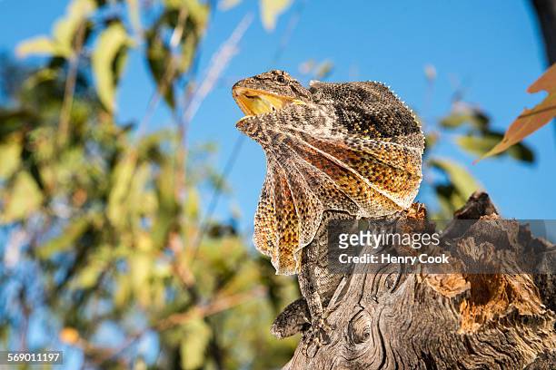 frilled dragon, australia - frilled lizard stock pictures, royalty-free photos & images