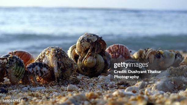 a group of hermit crabs swapping shells - hermit crab bildbanksfoton och bilder