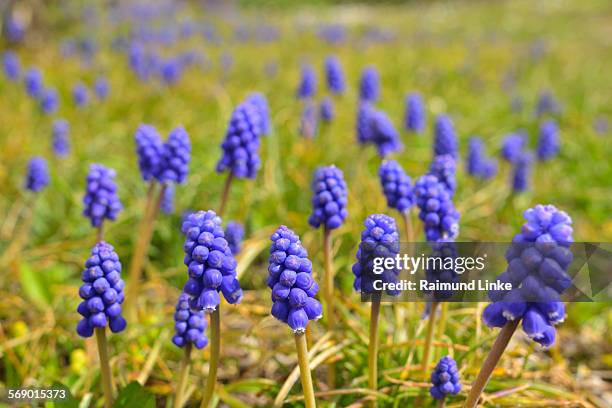traubenhyazinthe, muscari botryoides - muscari botryoides stock pictures, royalty-free photos & images