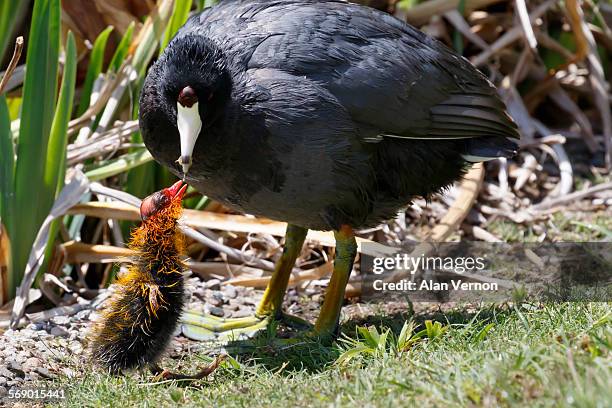 feeding my baby - american coot stock pictures, royalty-free photos & images