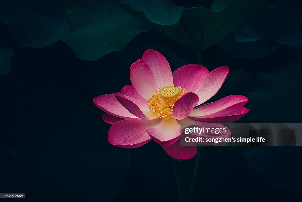 The lotus flower