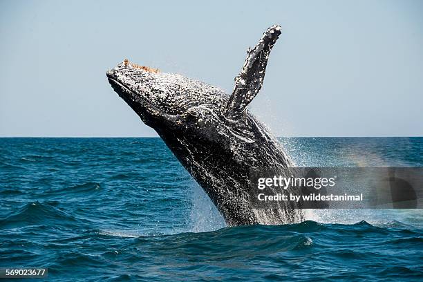 whale and rainbow - humpbacks imagens e fotografias de stock