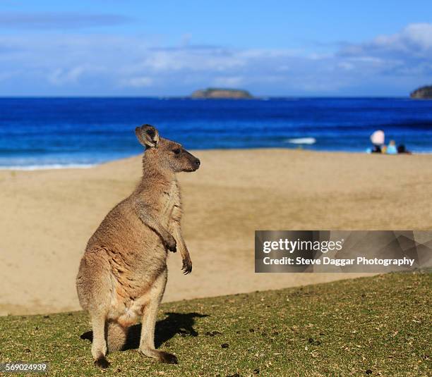 kangaroo on beach - wallaby stock-fotos und bilder