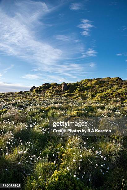 cotton grass on the moors - leek stock pictures, royalty-free photos & images