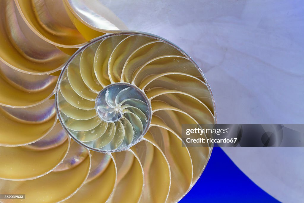 Seal Shell Closeup Of Seashell High-Res Stock Photo - Getty Images