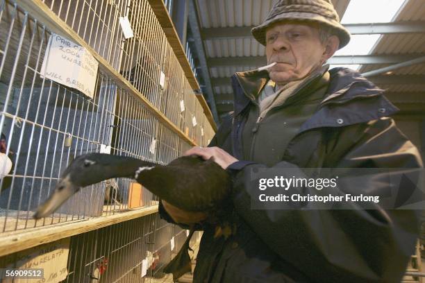 Breeder brings a duck to be bought at The Clitheroe Fur and Feather Auction on 22 February 2006, Clitheroe, England. Poultry breeders and fanciers...