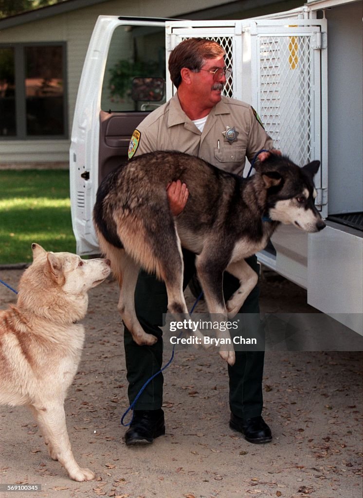 A Ventura County Animal Control Officer takes into custody two dogs suspected of attacking four shee