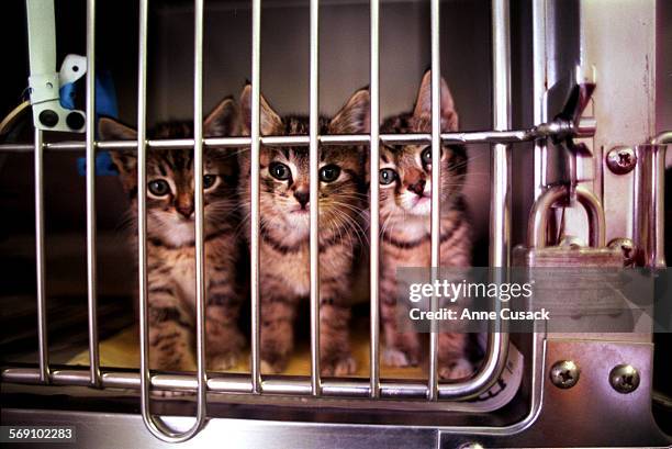 11 Ventura County Animal Control Photos and Premium High Res Pictures - Getty Images 11 Ventura County Animal Control Photos and Premium High Res Pictures - Getty Images