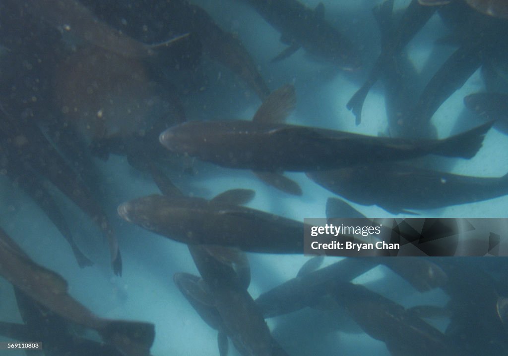 Some of the 1500 white Seabass raised by Channel Islands Marine Resource Institute wait in a holding