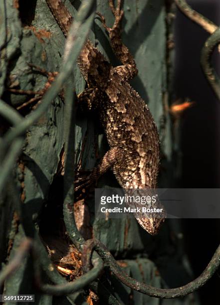 Lizard sunning itself on a fencepost on Rancho Mission Viejo; According to a study released wednesday by the Endangered Habitats League, the Rancho...