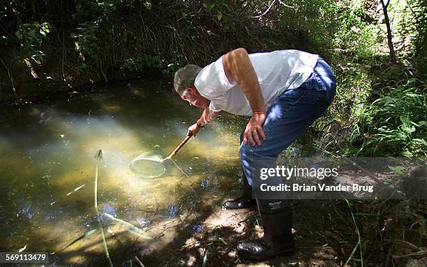 Russ Smith, Los Angeles Zoo curator of reptiles reaches into a pool on East Las Virgenes Creek to net a California redlegged frog while on a survey...