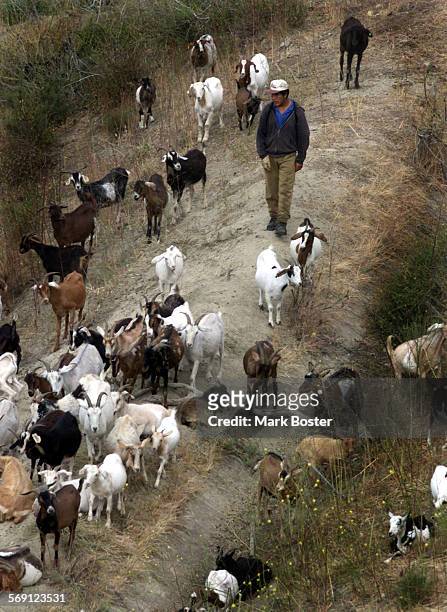 Laguna Beach Goat herder Edwin Condor walked among his flock that were clearing the slopes off Park Avenue and Tahiti Avenue.