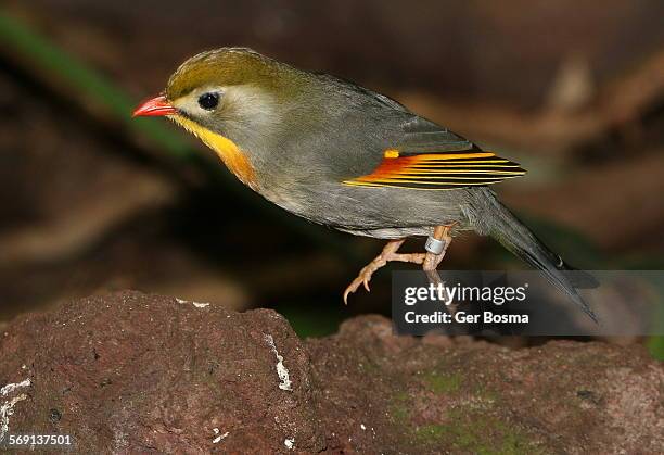 nightingale hop - red billed leiothrix stock pictures, royalty-free photos & images