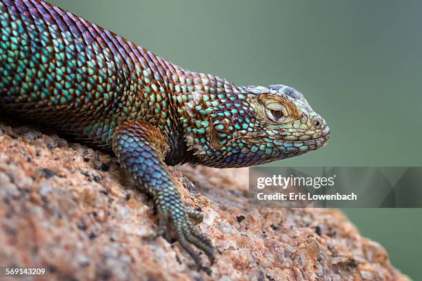 desert spiny lizard portrait - riverside county imagens e fotografias de stock