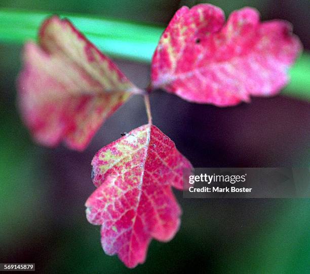 Forest.PoisonOak.112895.MBThey may look like they belong in a holiday wreath, or floral arrangement but be advised that despite their pretty red...