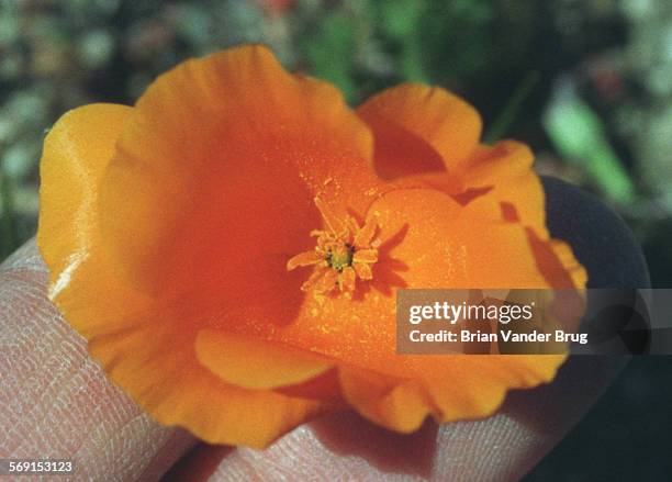 Poppy.4.bv.312/ANTELOPE VALLEY  Visitors to the Antelope Valley California Poppy Reserve will find brightly colored poppies, but this year the...